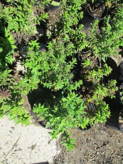 Aster 6 Ct