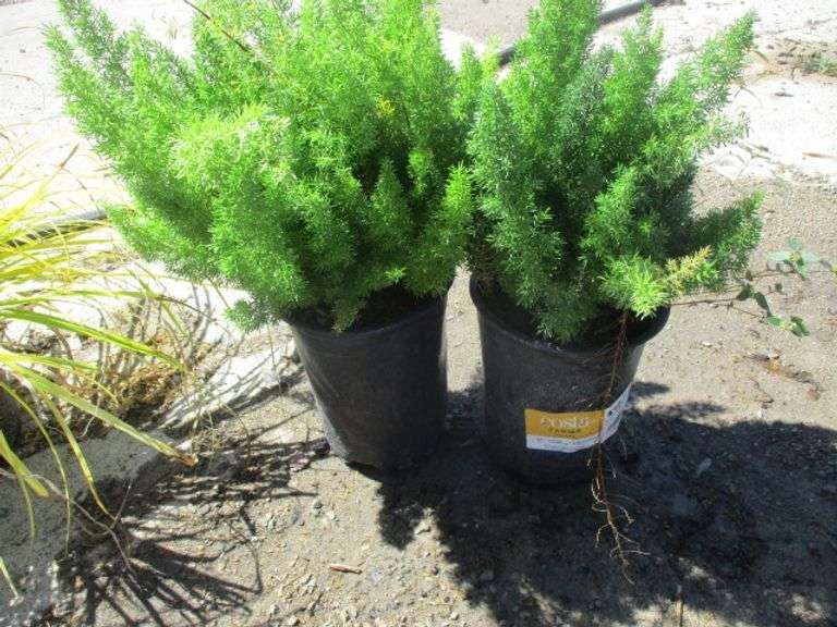 Costa Farms Foxtail Fern 2 Ct