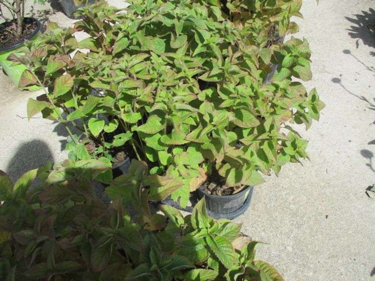 6 Ct Assorted Napa Plants