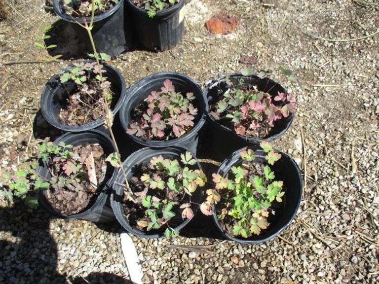 6 Ct  Columbine Plants