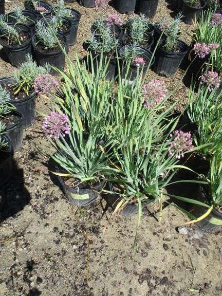 Alliums 6 Ct