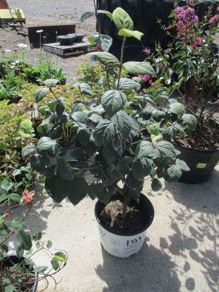 Assorted Plant