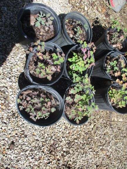6 Ct  Columbine Plants
