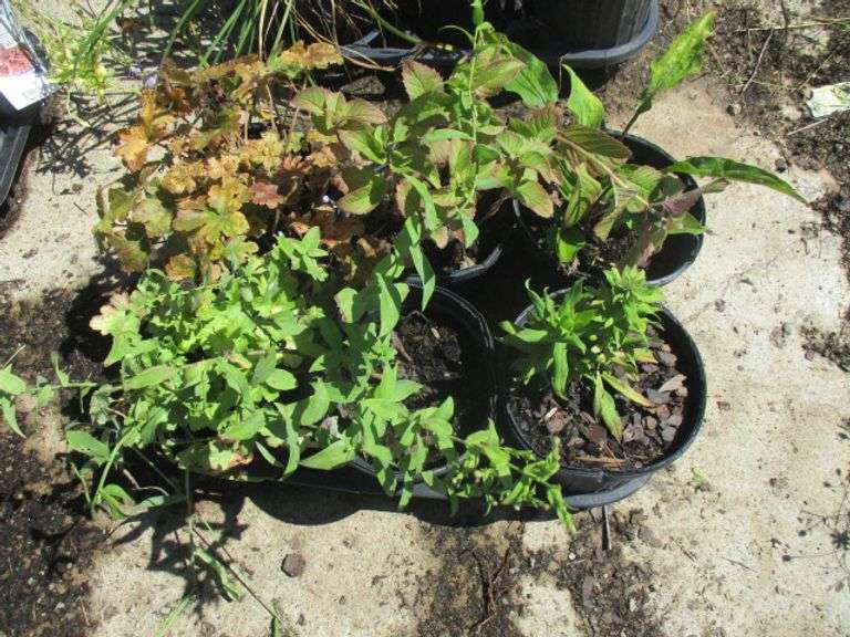 Assorted Plants