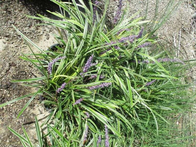 6 Ct Lily Turf