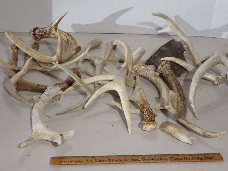 Large collection of Deer Sheds - Perfect for crafts or dog chews.