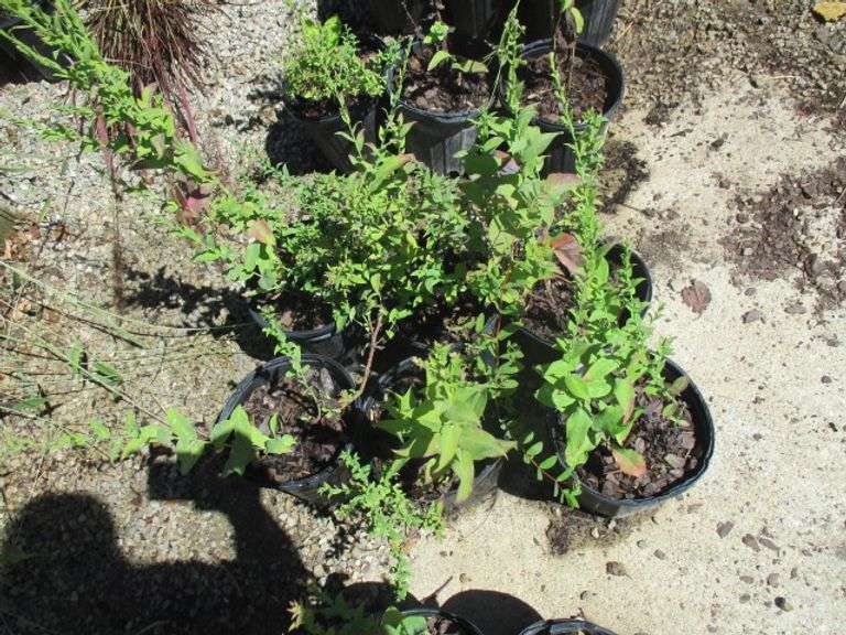 6 Ct Napas Plants