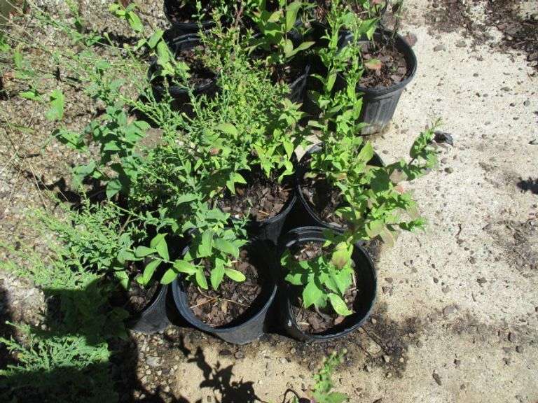 6 Ct Napas Plants