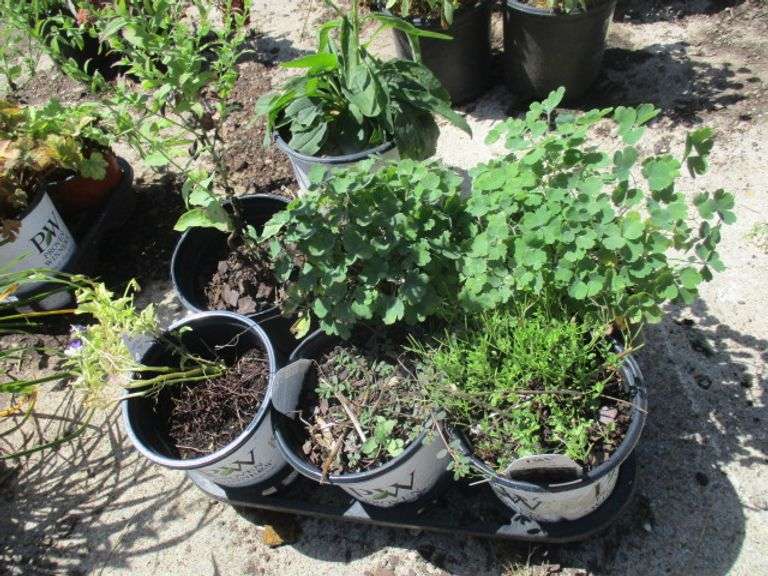 Assorted Plants