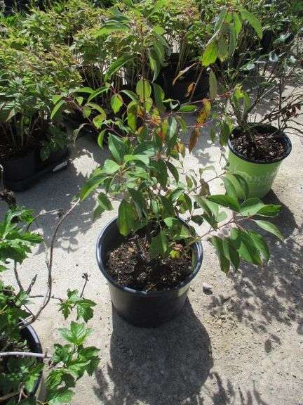 Red Osier Dogwood