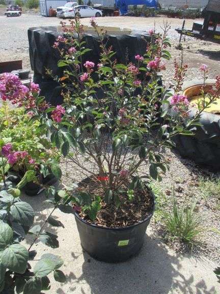 Purple Crapemyrtle Plant