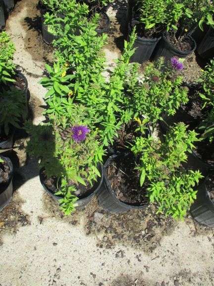 Aster 6 Ct