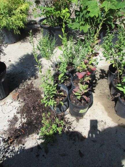 6 Ct Napas Plants