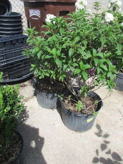 2 Ct Hydrangeas Plants