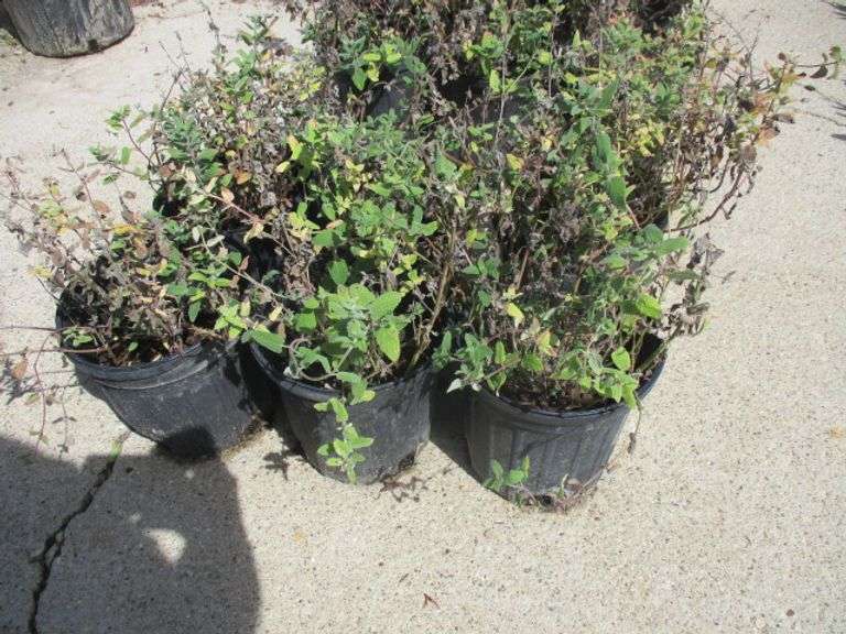 6 Ct Catmint Plants