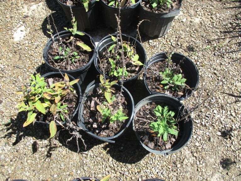 Salvia 6 Ct