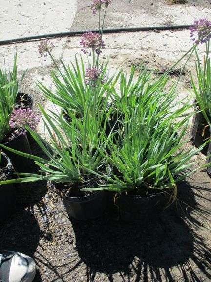 Alliums 6 Ct