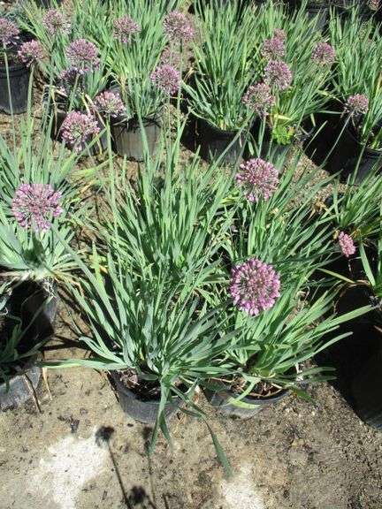 Alliums 6 Ct