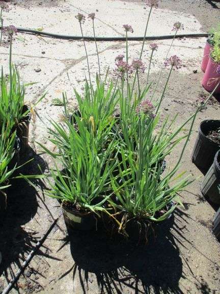 Alliums 6 Ct