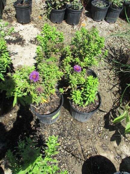 Aster 6 Ct