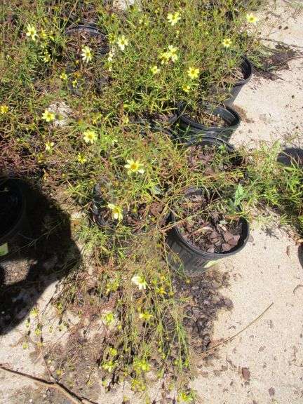 Coreopsis 6 Ct