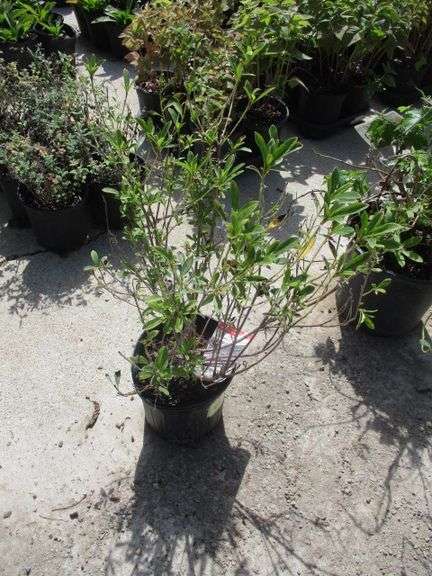 Poukhanense Compacta Azalea
