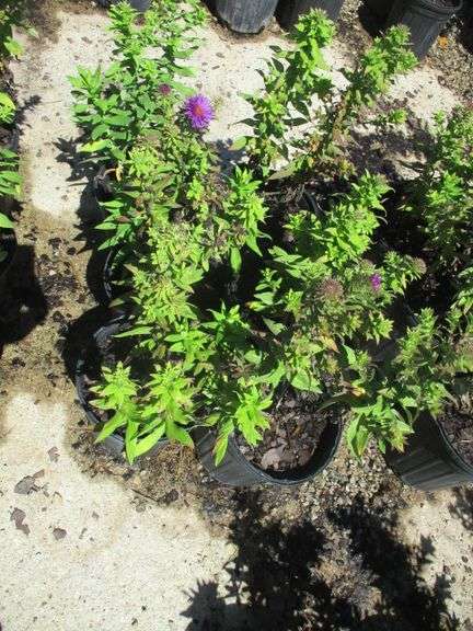 Aster 6 Ct