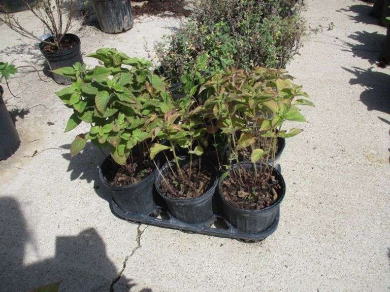 6 Ct Assorted Napa Plants
