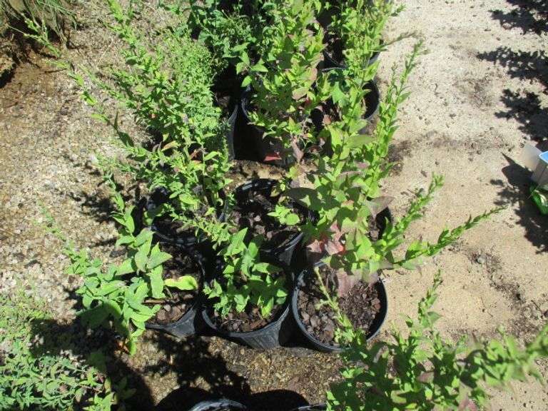 6 Ct Napas Plants
