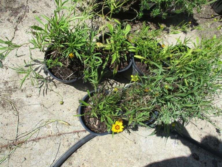 Castello Compact Gold Coreopsis
