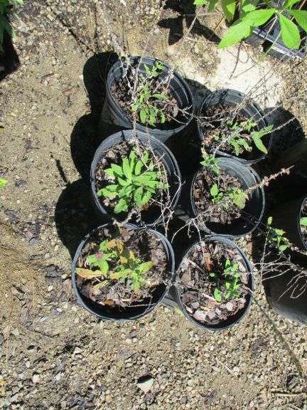 Salvia 6 Ct