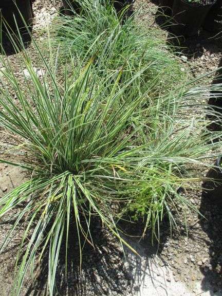 Everest 4 Ct Plants