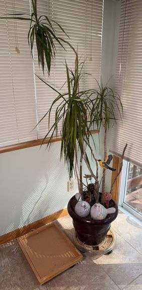 Live Dragon Plant, 66in Tall, with Extra Rolling Cart