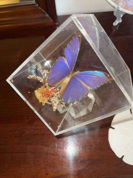 Genuine blue Morpho encased butterfly