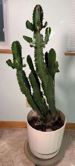 Live Cactus, 41in Tall