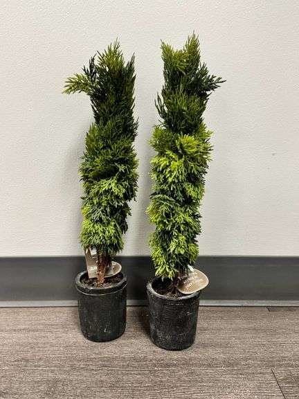 Two Artificial Cypress Trees in Pots