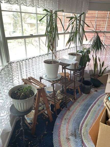 Plants & Stands