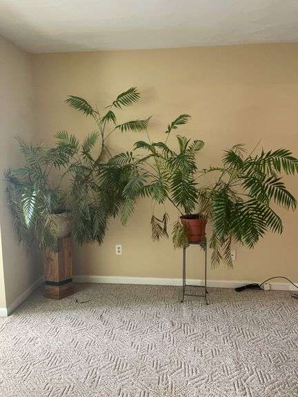 Parlor Palm Live Plants