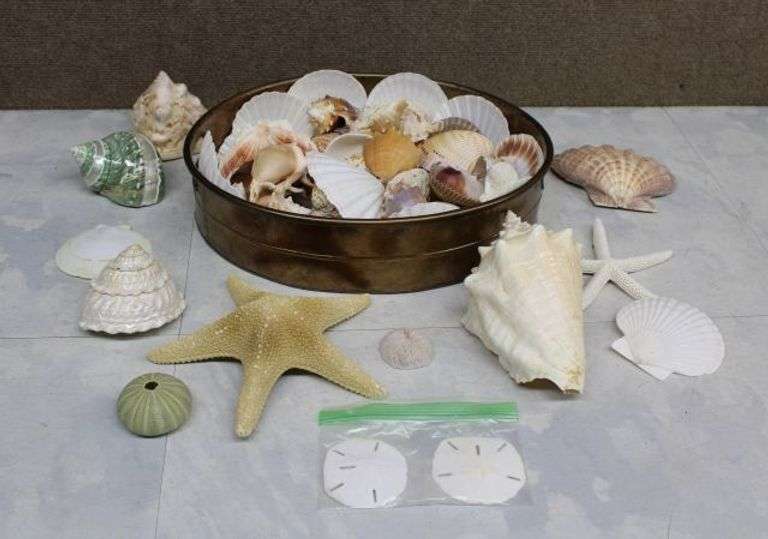 Sea Shells and Marine Decorations with Metal Bowl