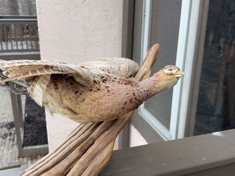 Taxidermy Upland Game Bird Mount