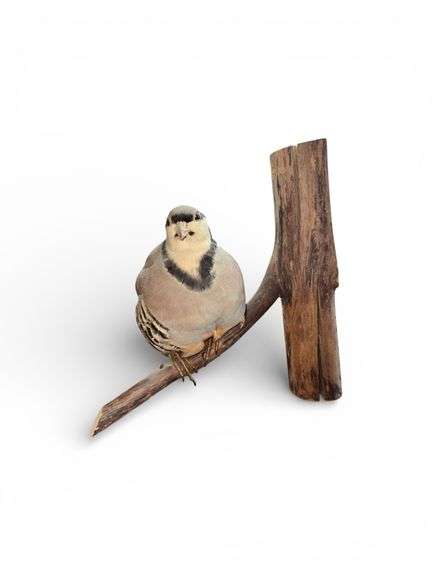 Taxidermy Bird on Wooden Perch