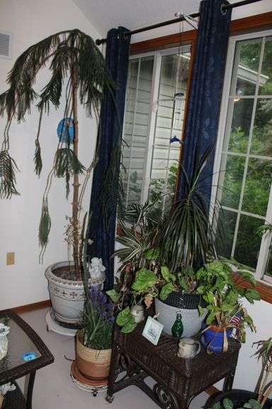 Houseplants & Stand