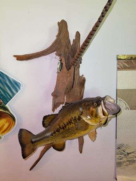 Live wood mounted Bass