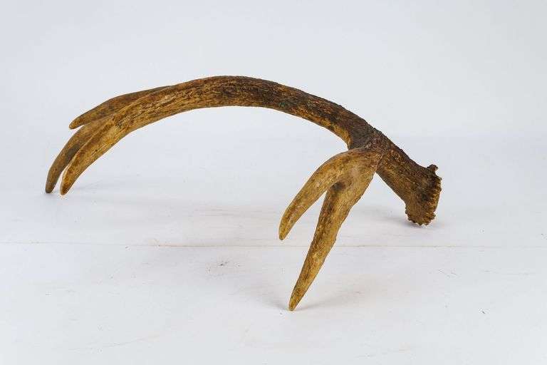 Decorative Deer Antler