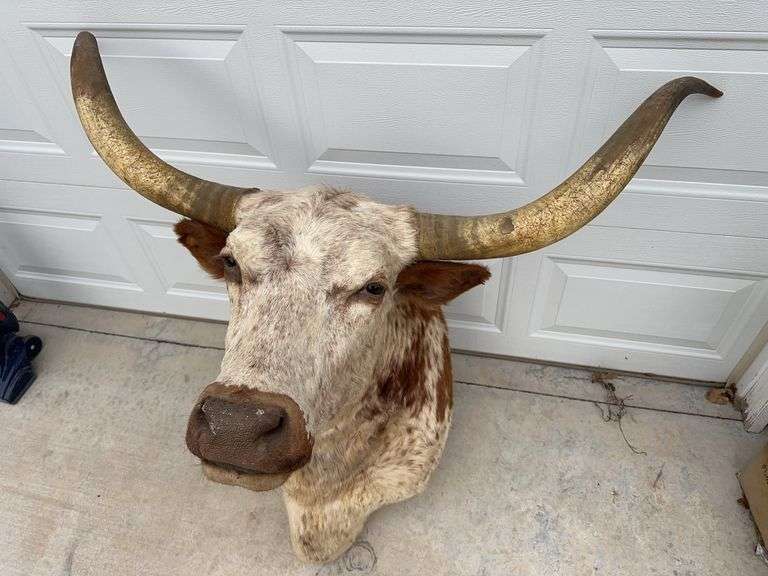 Longhorn Shoulder Mount