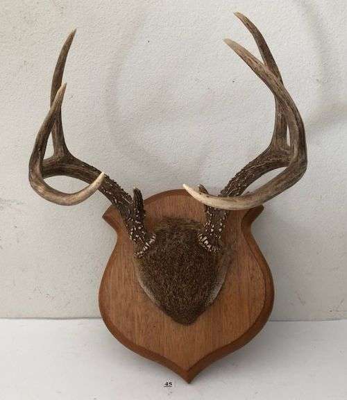 Deer Horns 8 Point Antler