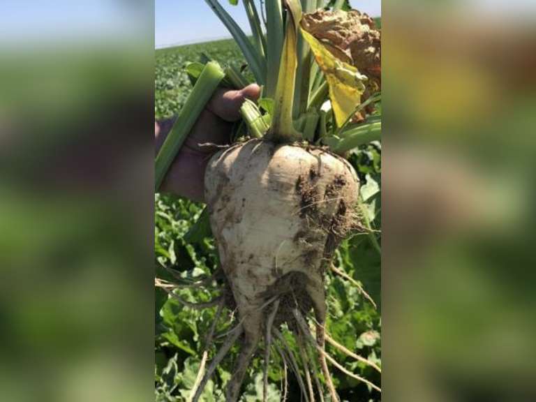(63) SUGAR BEET SHARES