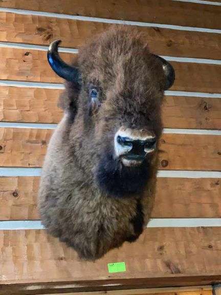 Bison Taxidermy Shoulder Mount