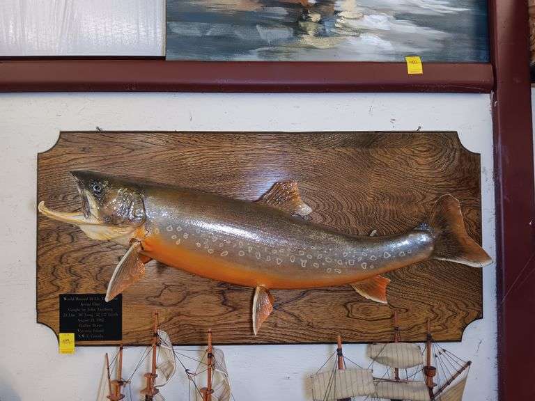 Taxidermy Arctic Char