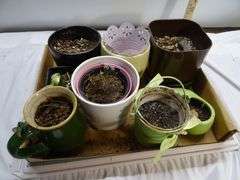 Decorative Flowerpots